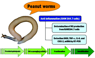 Graphical abstract: Anti-inflammatory action of two novel peptides derived from peanut worms (Sipunculus nudus) in lipopolysaccharide-induced RAW264.7 macrophages