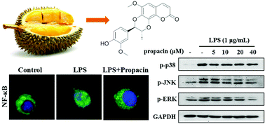 Graphical abstract: Propacin, a coumarinolignoid isolated from durian, inhibits the lipopolysaccharide-induced inflammatory response in macrophages through the MAPK and NF-κB pathways