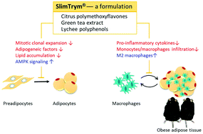 Graphical abstract: A mixture of citrus polymethoxyflavones, green tea polyphenols and lychee extracts attenuates adipogenesis in 3T3-L1 adipocytes and obesity-induced adipose inflammation in mice