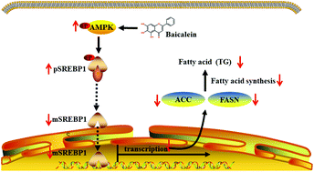 Graphical abstract: Baicalein reduces hepatic fat accumulation by activating AMPK in oleic acid-induced HepG2 cells and high-fat diet-induced non-insulin-resistant mice