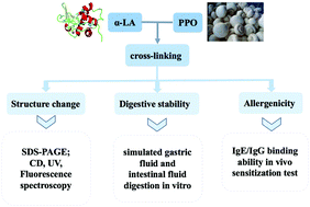 Graphical abstract: Structural analysis and allergenicity assessment of an enzymatically cross-linked bovine α-lactalbumin polymer