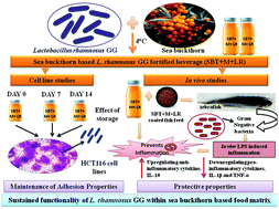 Graphical abstract: Adhesion and anti-inflammatory potential of Lactobacillus rhamnosus GG in a sea buckthorn based beverage matrix