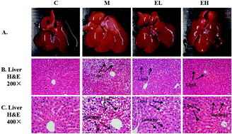 Graphical abstract: The preventive effect of phenolic-rich extracts from Chinese sumac fruits against nonalcoholic fatty liver disease in rats induced by a high-fat diet