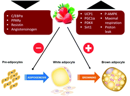 Graphical abstract: Strawberry (Fragaria × ananassa cv. Romina) methanolic extract promotes browning in 3T3-L1 cells