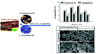 Graphical abstract: In vitro growth performance, antioxidant activity and cell surface physiological characteristics of Pediococcus pentosaceus R1 and Lactobacillus fermentum R6 stressed at different NaCl concentrations