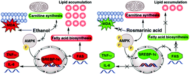 Graphical abstract: Rosmarinic acid alleviates ethanol-induced lipid accumulation by repressing fatty acid biosynthesis