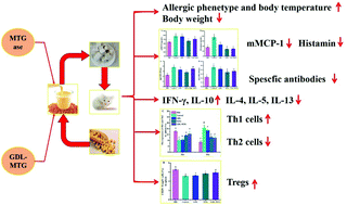 Graphical abstract: Effect of transglutaminase cross-linking on the allergenicity of tofu based on a BALB/c mouse model