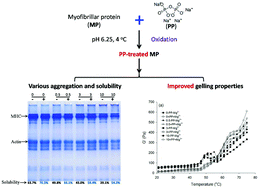 Graphical abstract: Influence of sodium pyrophosphate on the physicochemical and gelling properties of myofibrillar proteins under hydroxyl radical-induced oxidative stress