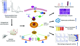 Graphical abstract: Immunomodulatory activity of R-phycoerythrin from Porphyra haitanensis via TLR4/NF-κB-dependent immunocyte differentiation