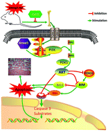 Graphical abstract: Calcium relieves fluoride-induced bone damage through the PI3K/AKT pathway