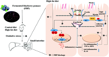 Graphical abstract: Fermented blueberry pomace ameliorates intestinal barrier function through the NF-κB-MLCK signaling pathway in high-fat diet mice