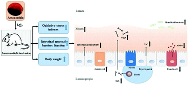 Graphical abstract: Astaxanthin (ATX) enhances the intestinal mucosal functions in immunodeficient mice