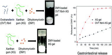 Graphical abstract: Hydrogels assembled from ovotransferrin fibrils and xanthan gum as dihydromyricetin delivery vehicles