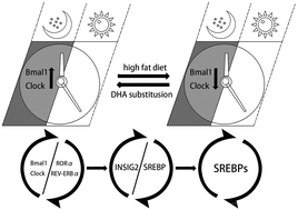 Graphical abstract: DHA substitution overcomes high-fat diet-induced disturbance in the circadian rhythm of lipid metabolism