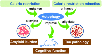 Graphical abstract: The effects of caloric restriction and its mimetics in Alzheimer's disease through autophagy pathways