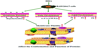 Graphical abstract: The immunomodulatory effect of docosahexaenoic acid (DHA) on the RAW264.7 cells by modification of the membrane structure and function
