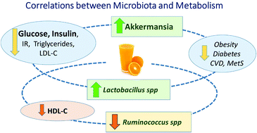 Graphical abstract: Microbiota modulation and effects on metabolic biomarkers by orange juice: a controlled clinical trial