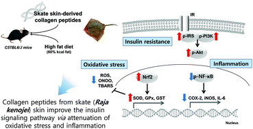 Graphical abstract: Effects of collagen peptides from skate (Raja kenojei) skin on improvements of the insulin signaling pathway via attenuation of oxidative stress and inflammation