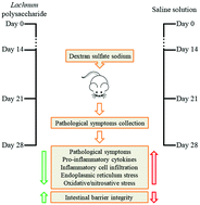 Graphical abstract: Protective effect of Lachnum polysaccharide on dextran sulfate sodium-induced colitis in mice