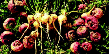 Graphical abstract: Medicinal effects of Peruvian maca (Lepidium meyenii): a review