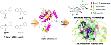 Graphical abstract: Exploring the structure–activity relationship and interaction mechanism of flavonoids and α-glucosidase based on experimental analysis and molecular docking studies