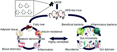 Graphical abstract: Unsaturated alginate oligosaccharides attenuated obesity-related metabolic abnormalities by modulating gut microbiota in high-fat-diet mice
