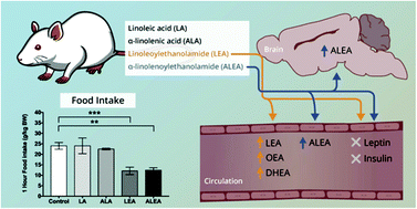 Graphical abstract: Ethanolamides of essential α-linolenic and linoleic fatty acids suppress short-term food intake in rats