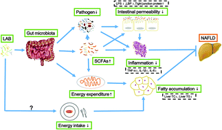 Graphical abstract: Bifidobacterium adolescentis and Lactobacillus rhamnosus alleviate non-alcoholic fatty liver disease induced by a high-fat, high-cholesterol diet through modulation of different gut microbiota-dependent pathways