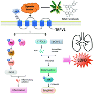 Graphical abstract: Flavonoids isolated from loquat (Eriobotrya japonica) leaves inhibit oxidative stress and inflammation induced by cigarette smoke in COPD mice: the role of TRPV1 signaling pathways