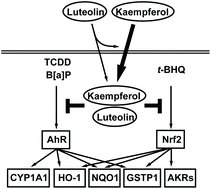 Graphical abstract: Kaempferol modulates TCDD- and t-BHQ-induced drug-metabolizing enzymes and luteolin enhances this effect