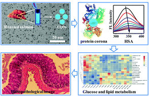 Graphical abstract: Protein corona formation of human serum albumin with carbon quantum dots from roast salmon