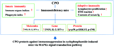 Graphical abstract: Immune-enhancement effects of oligosaccharides from Codonopsis pilosula on cyclophosphamide induced immunosuppression in mice