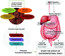 Graphical abstract: Simulated digestion of an olive pomace water-soluble ingredient: relationship between the bioaccessibility of compounds and their potential health benefits