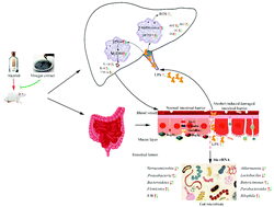 Graphical abstract: Vinegar extract ameliorates alcohol-induced liver damage associated with the modulation of gut microbiota in mice