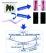 Graphical abstract: Anti-fat effect and mechanism of polysaccharide-enriched extract from Cyclocarya paliurus (Batal.) Iljinskaja in Caenorhabditis elegans