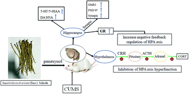 Graphical abstract: Panaxynol attenuates CUMS-induced anxiety and depressive-like behaviors via regulating neurotransmitters, synapses and the HPA axis in mice