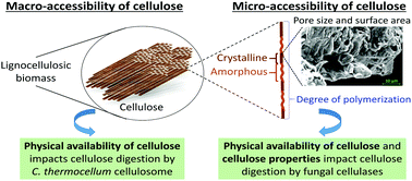 Graphical abstract: Cellulose hydrolysis by Clostridium thermocellum is agnostic to substrate structural properties in contrast to fungal cellulases