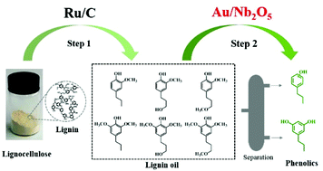 Graphical abstract: Selective hydrodeoxygenation of lignin oil to valuable phenolics over Au/Nb2O5 in water