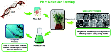 Graphical abstract: Plant molecular farming: production of metallic nanoparticles and therapeutic proteins using green factories