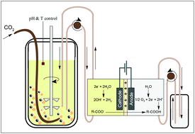 Graphical abstract: Direct electrochemical extraction increases microbial succinic acid production from spent sulphite liquor