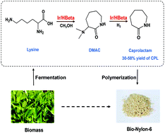 Graphical abstract: One-pot conversion of lysine to caprolactam over Ir/H-Beta catalysts