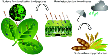 Graphical abstract: A bifunctional dermaseptin–thanatin dipeptide functionalizes the crop surface for sustainable pest management