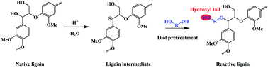 Graphical abstract: Diol pretreatment to fractionate a reactive lignin in lignocellulosic biomass biorefineries
