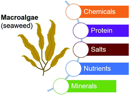 Graphical abstract: Novel macroalgae (seaweed) biorefinery systems for integrated chemical, protein, salt, nutrient and mineral extractions and environmental protection by green synthesis and life cycle sustainability assessments