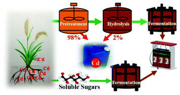 Graphical abstract: Combined mild chemical pretreatments for complete cadmium release and cellulosic ethanol co-production distinctive in wheat mutant straw