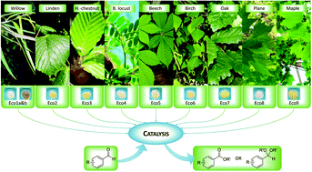 Graphical abstract: Woody species: a new bio-based material for dual Ca/Mg catalysis with remarkable Lewis acidity properties