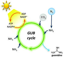 Graphical abstract: Photosynthetic production of the nitrogen-rich compound guanidine