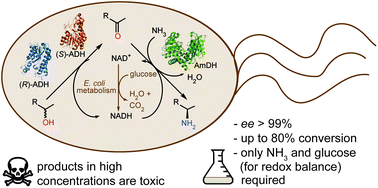 Graphical abstract: Efficient synthesis of enantiopure amines from alcohols using resting E. coli cells and ammonia