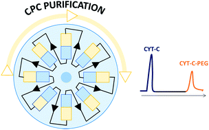 Graphical abstract: Continuous separation of cytochrome-c PEGylated conjugates by fast centrifugal partition chromatography