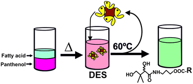 Graphical abstract: Biocatalytic synthesis of panthenyl monoacyl esters in ionic liquids and deep eutectic solvents